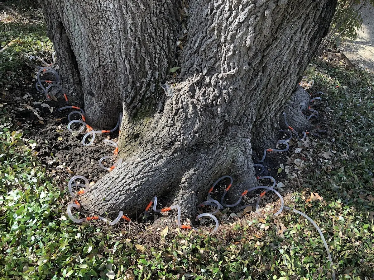 Detailed Tree Cabling and Bracing job site in Haugan