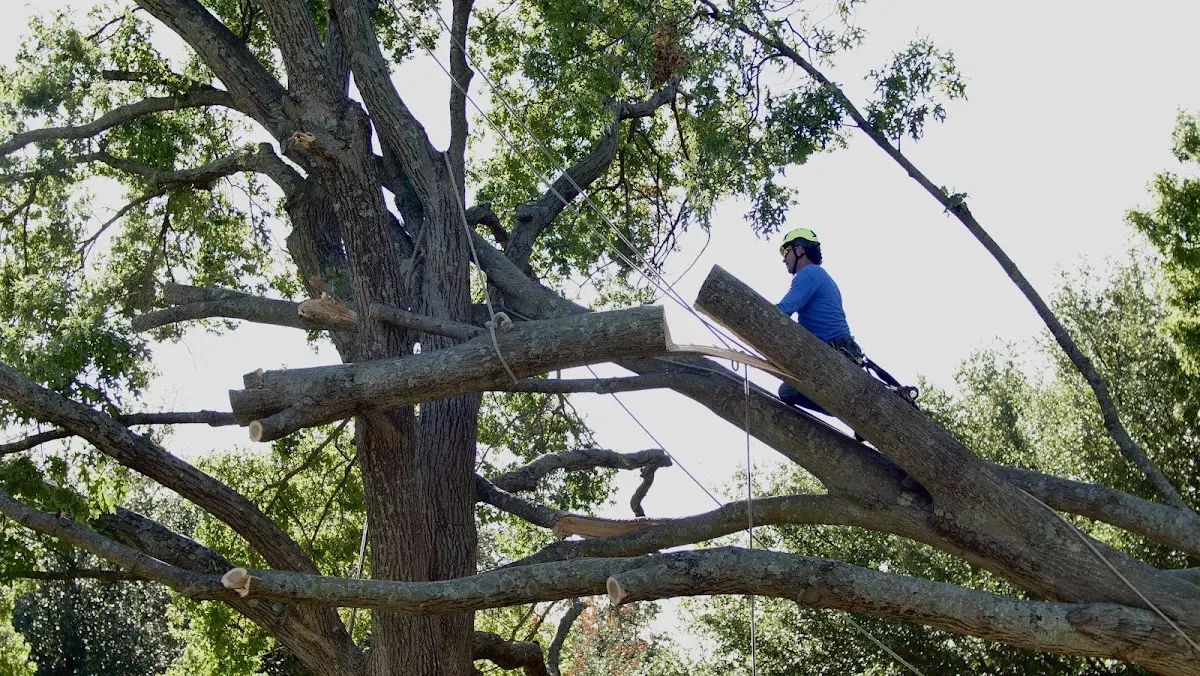 Professional Crown Thinning performed by certified arborists in Haugan