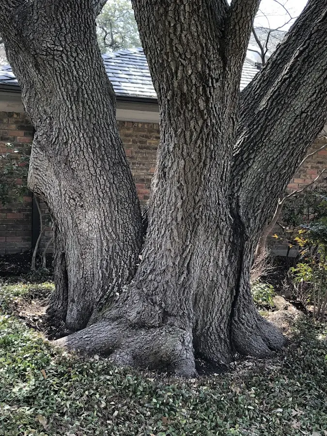 Mature heritage tree close to a Haugan property cared for by certified arborists